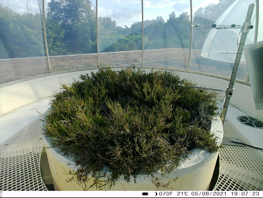 Heathland mesocosm inside an ecotron unit.