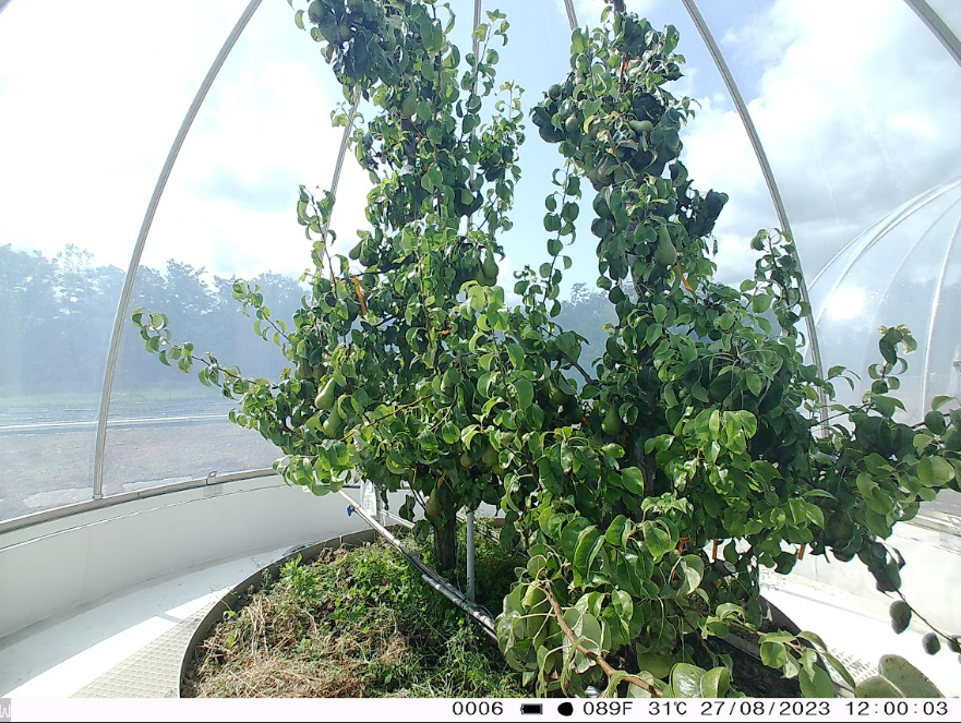 Pear trees inside an ecotron dome exposed to 2040 climate projections.